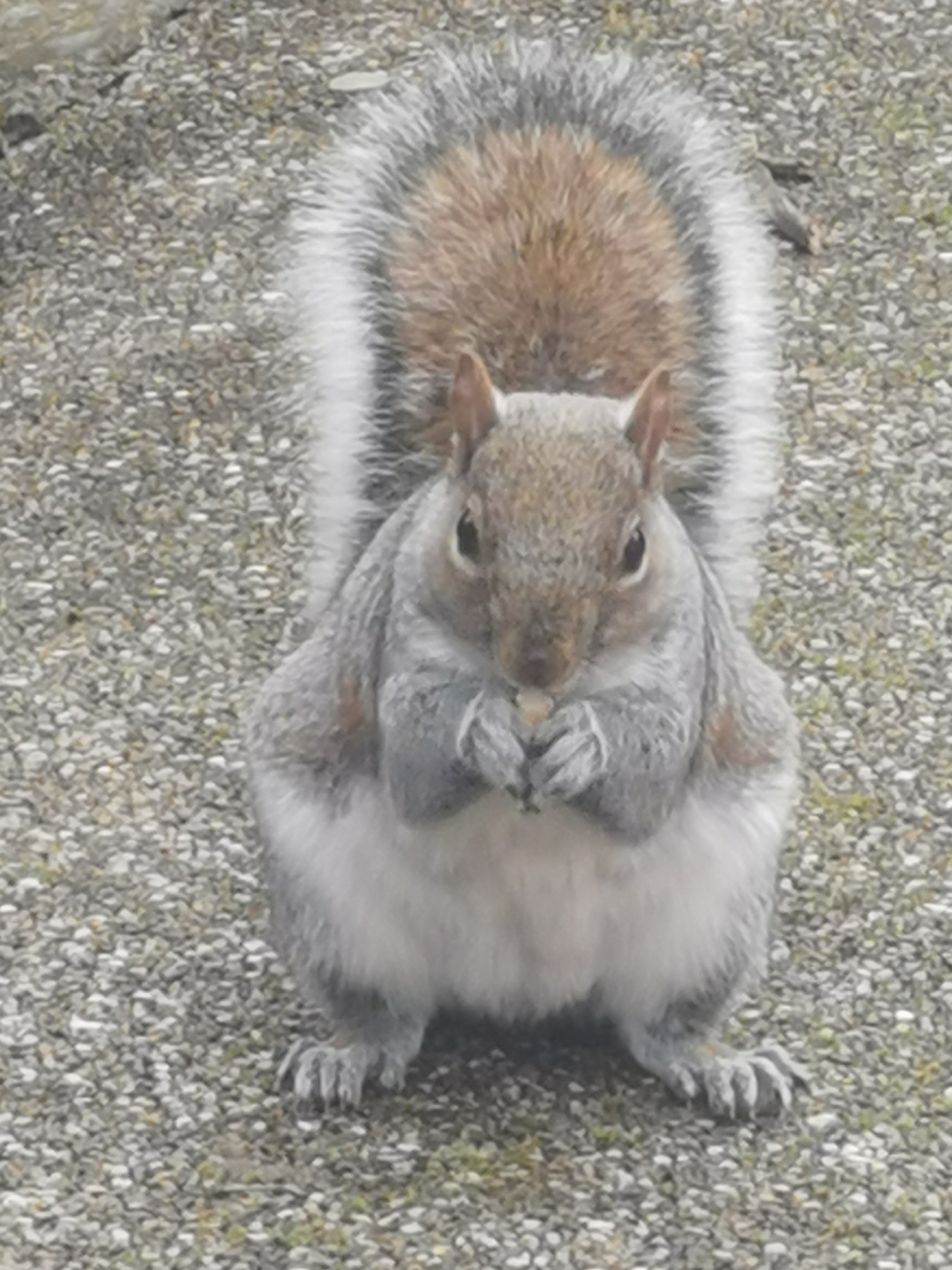 Squirrel